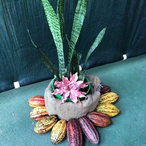 Meet your Posher, Paddy